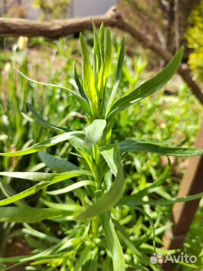 Тархун Эстрагон