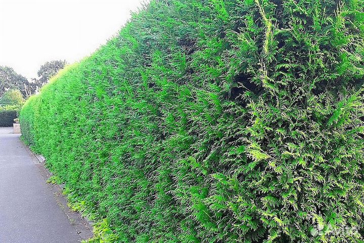 Туя из питомника