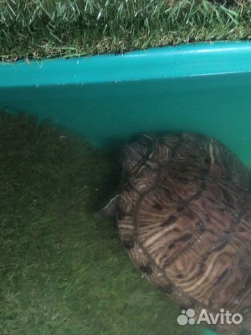 Красноухая черепаха с черепашником объявление продам