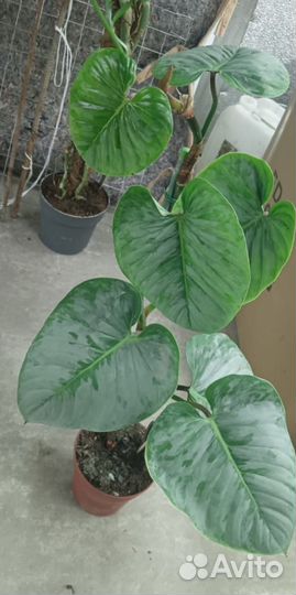 Филодендрон Содирой