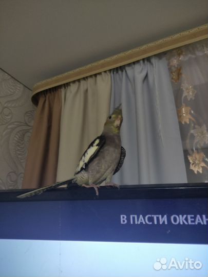 Попугай корелла