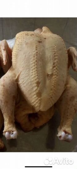 Бройлеры домашние на мясо