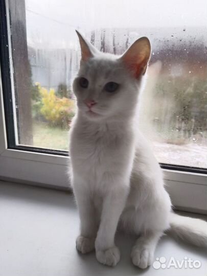 Котенок