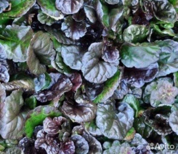 Живучка ползучая