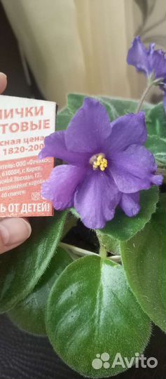 Фиалки цветущая