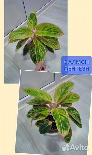 Комнатные растения цветы