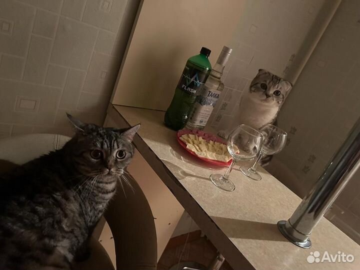 Шотландский кот вязка