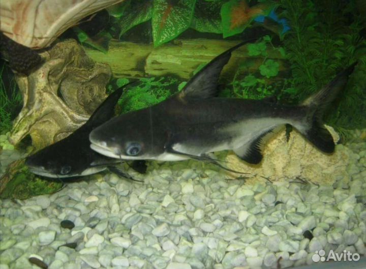 Аквариумные рыбки