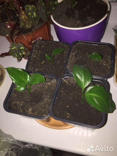 Спатифиллум