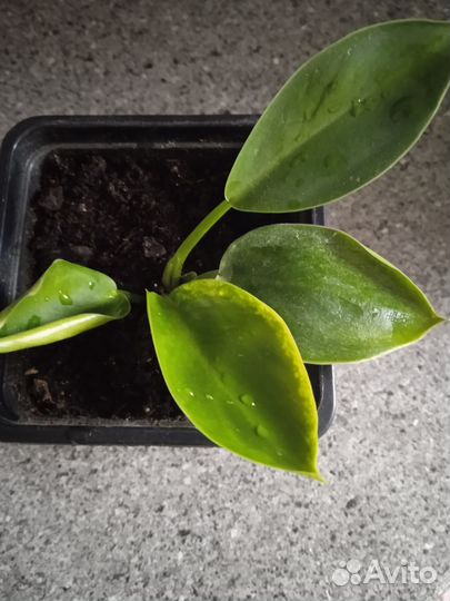 Филодендрон