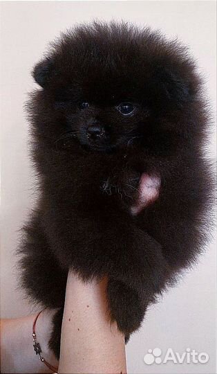 Щенок шпица