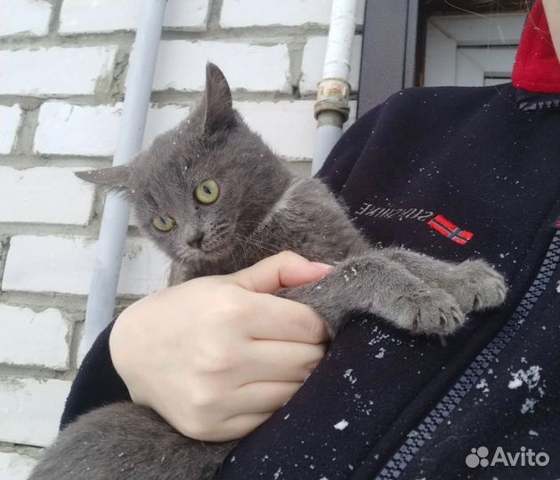 Котята подростки девочки