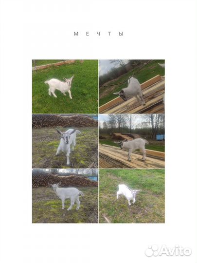 Комолая козочка