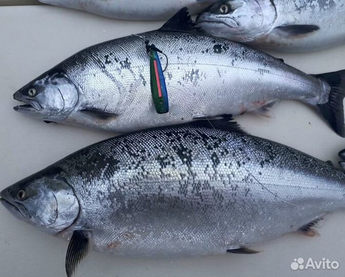 Икра.Рыба.Чавыча.Сима,Сёмга.Кижуч.Нерка,Стейки