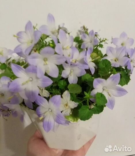 Продам цветы комнатные