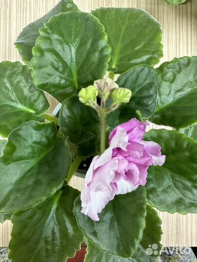 Фиалки Ле- Кудри Венеры и ек-Жемчужный зефир