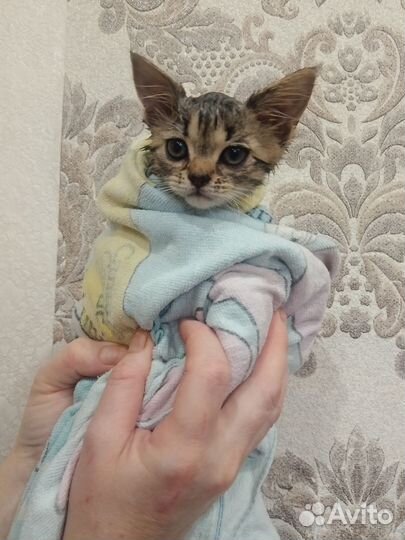 Кошка в дар бесплатно