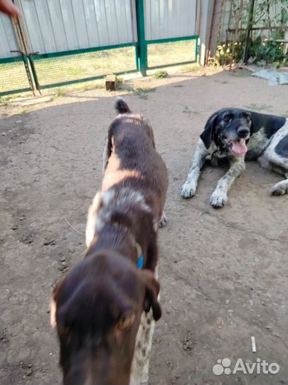 Курцхаар щенок 4 мес