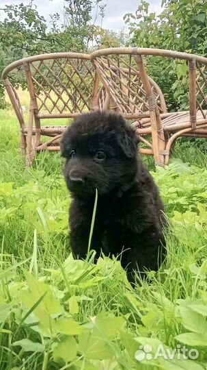 Щенки немецкой овчарки