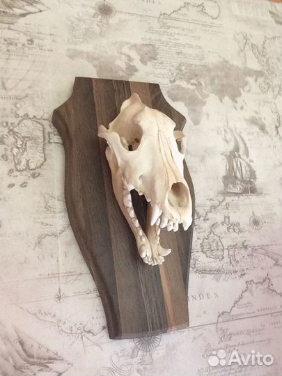 Череп матёрого волка