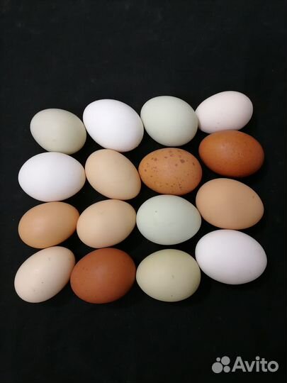 Инкубационное яйцо