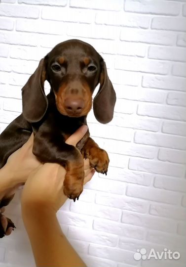 Щенок таксы