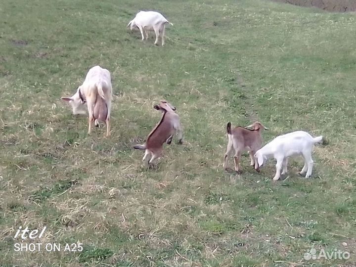 Нубийские козлята