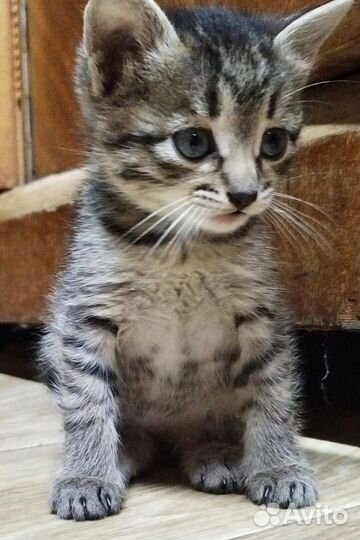 Котенок 1.5 мес