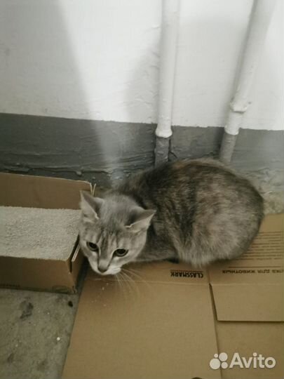 Найдена кошка