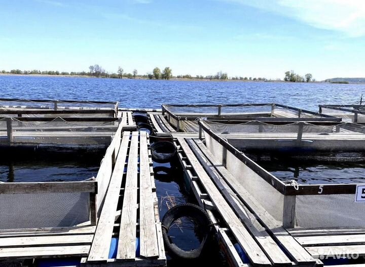 Садок для выращивания рыбы