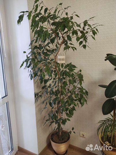 Бенджамина фикус