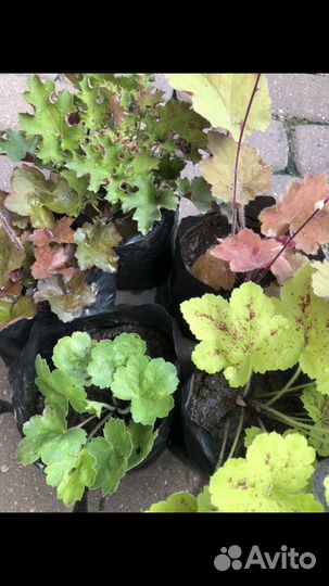 Многолетние растения