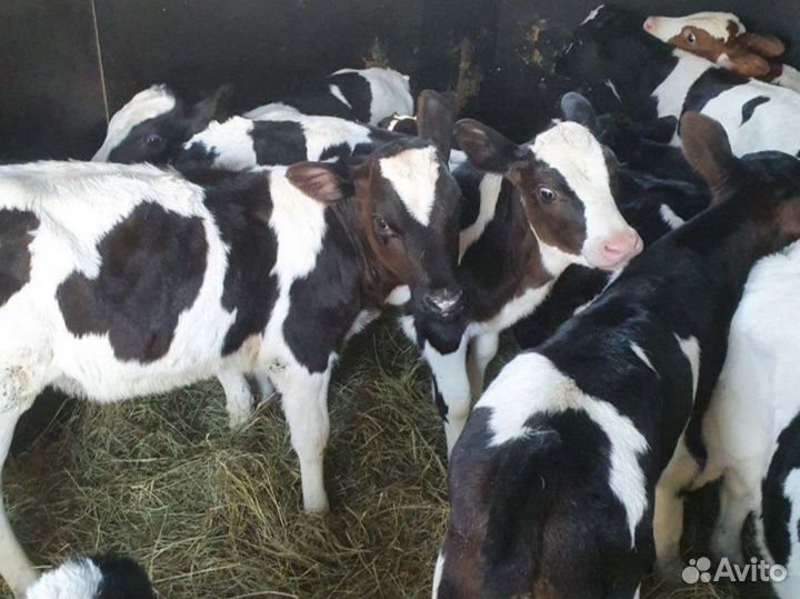 Телята бычки