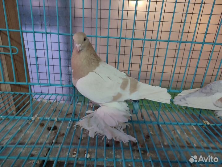 Породистые голуби