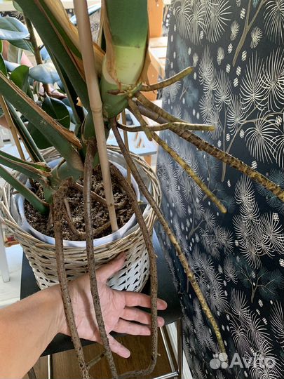 Монстера делициоза 1,4 м