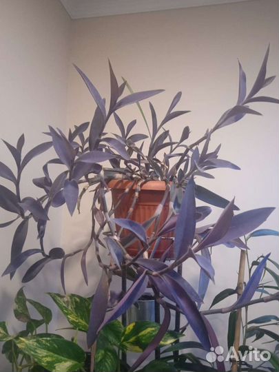 Традесканция фиолетовая, черенки