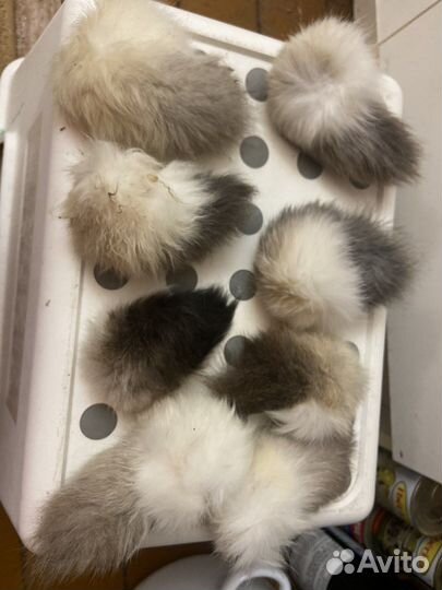 Кроличьи хвосты, уши, лапы