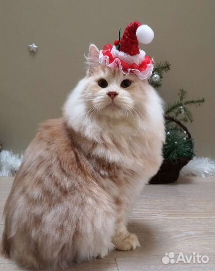 Курильский котик