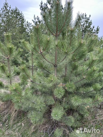 Крымская сосна