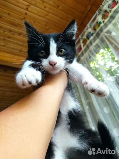 Котик 1 год 4 месяца мальчик