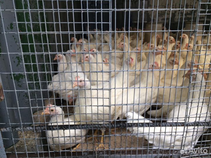 Куры молодка