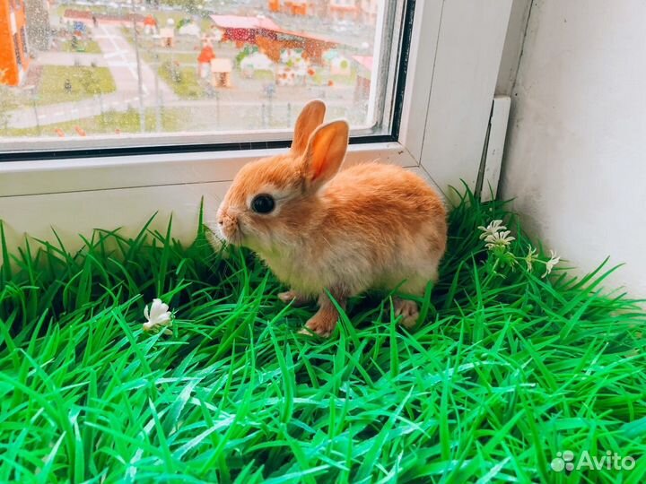 Мини карликовый кролик