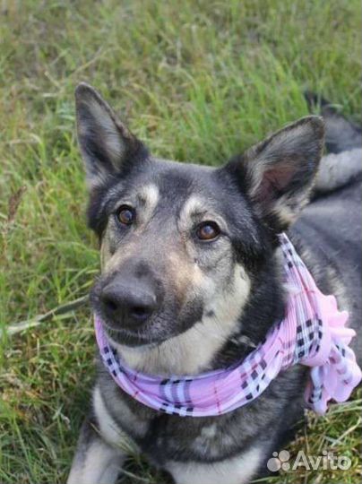 Собака из приюта Добрая