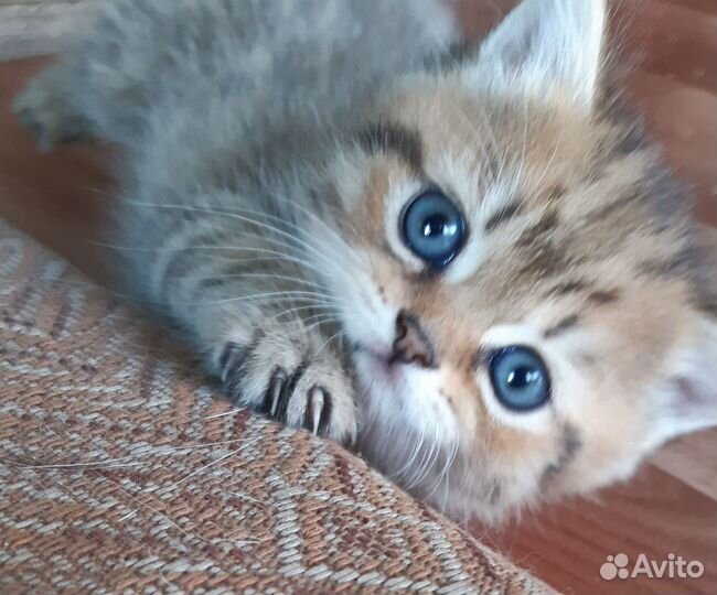 Красавчики британцы