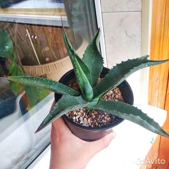 Суккуленты Агава Коллекция