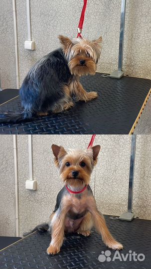 Стрижка кошек и собак