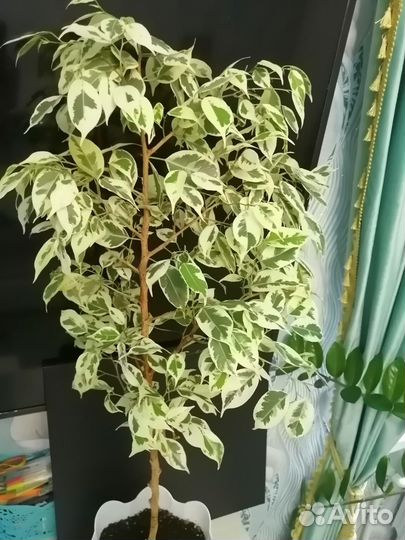 Фикус вариегатный, Замиокулькас, Кордилина