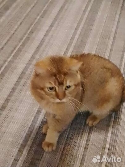 Шотландский кот вязка