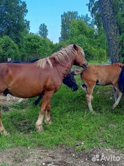 Жеребец тяжеловоз 6 лет