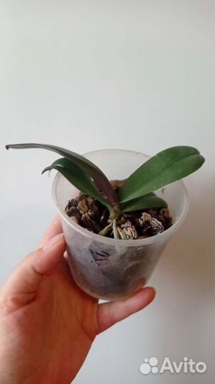 Орхидея фаленопсис